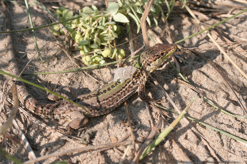 Podarcis siculus